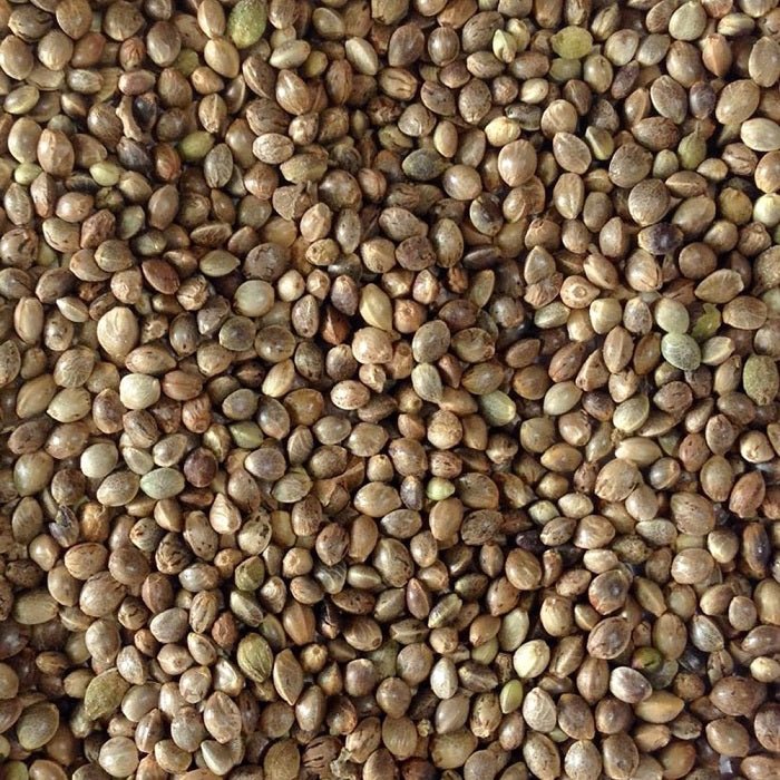 Hemp Seed Premium Hemp Bird Seed for Seed-Eating Birds