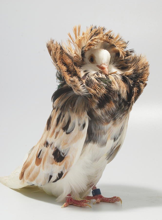 2-jacobin-pigeon-nathan-abbott Almond Jacobin Pigeons - Image 1