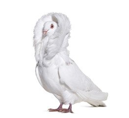 White Jacobin Pigeons