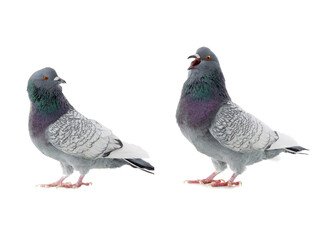 polish lynx pigeons