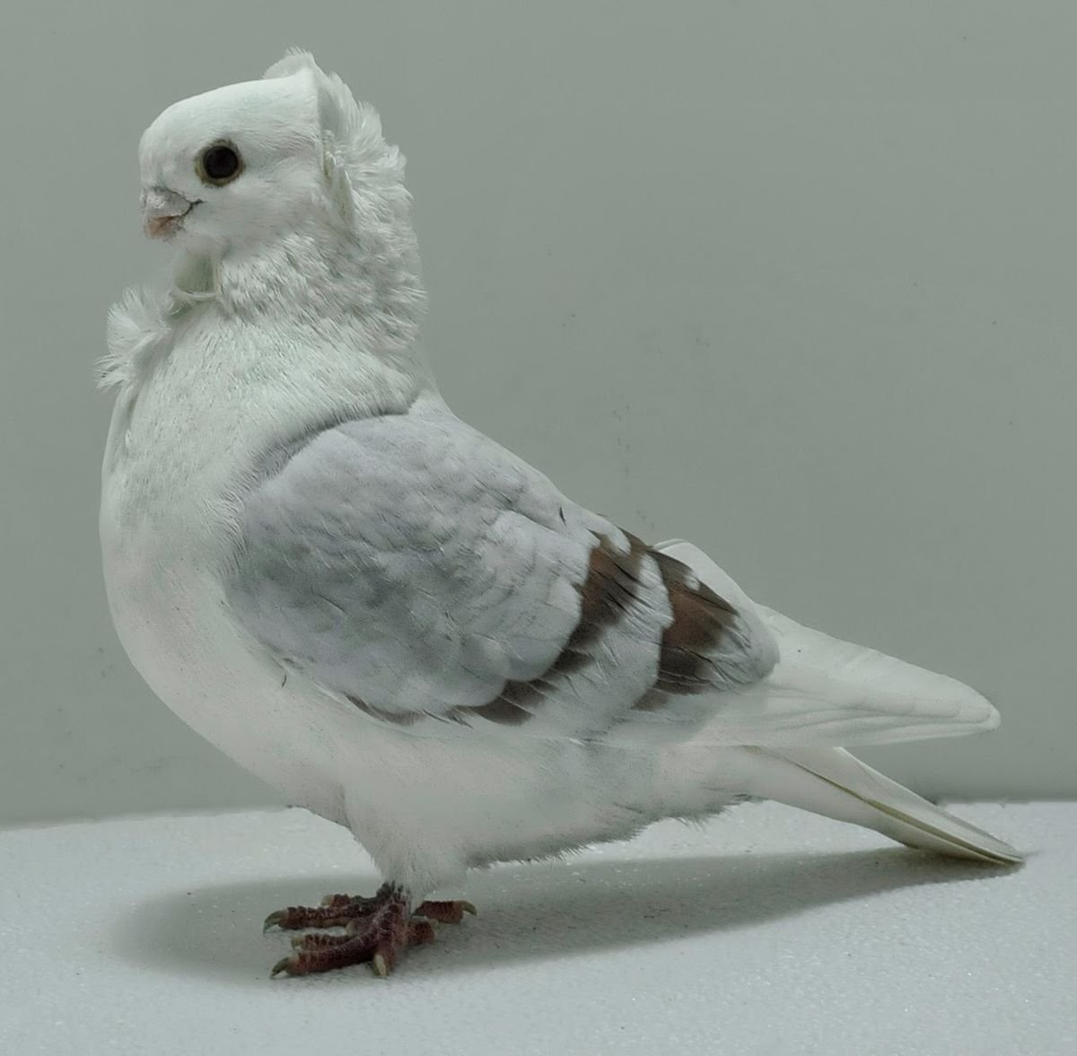 Old German Owl pigeons