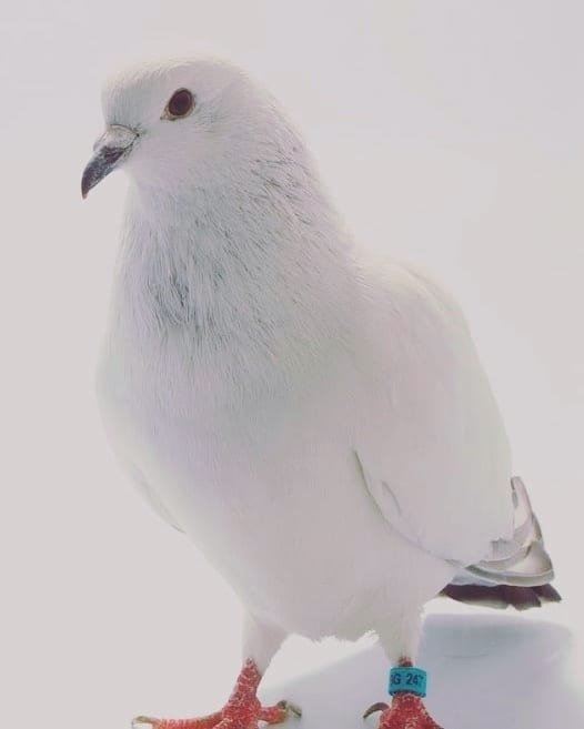 Ice Pigeons