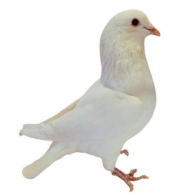 White King Utility Pigeons