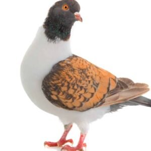 Modena Pigeons