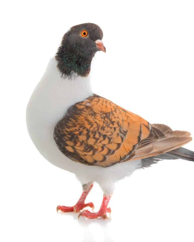 Modena-Pigeon-768x960 Modena Pigeons - Image 1