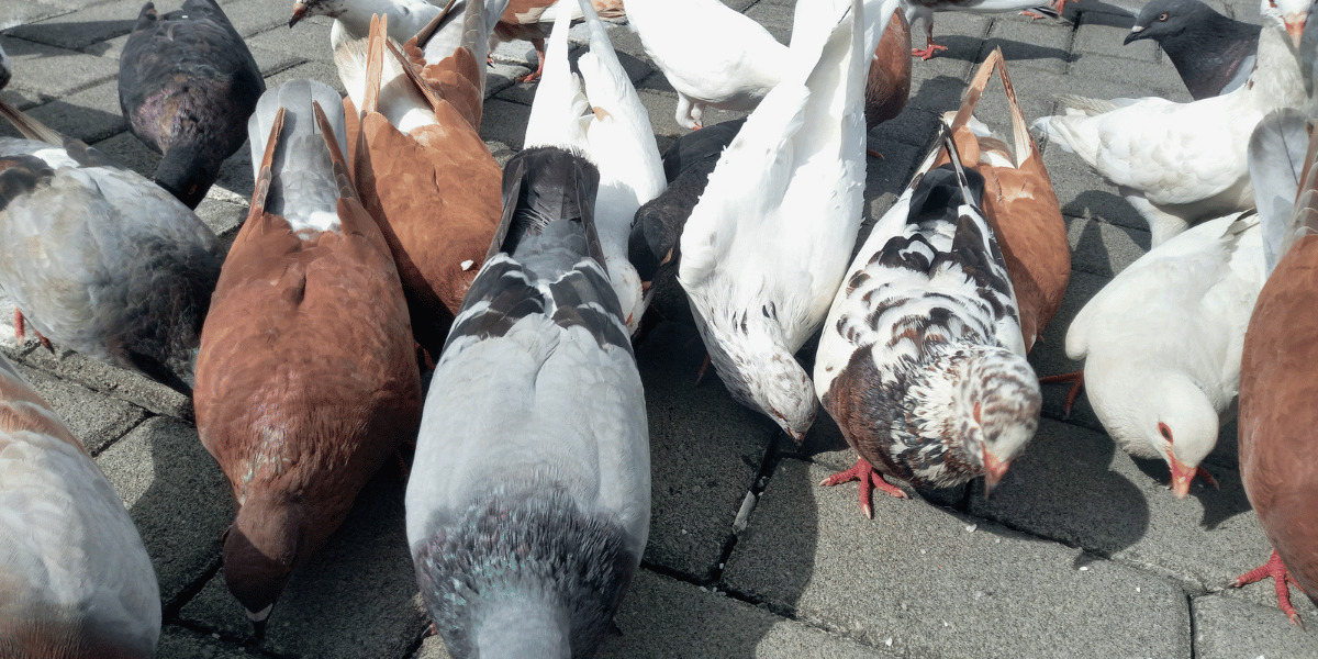 Healthy pigeons and pigeon care