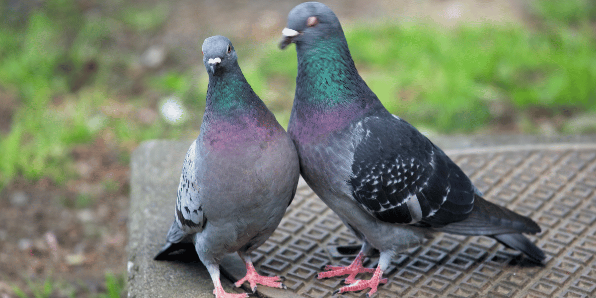 Pigeon keeper caring for domestic pigeons