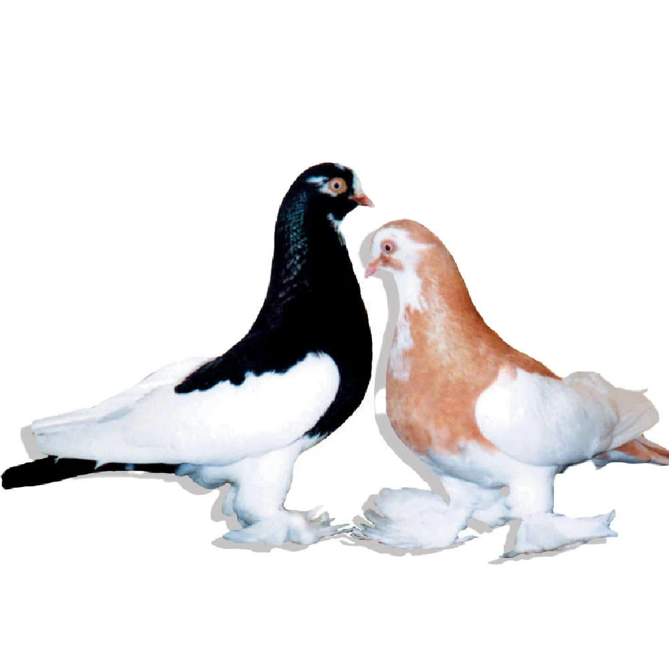 Roller Pigeons