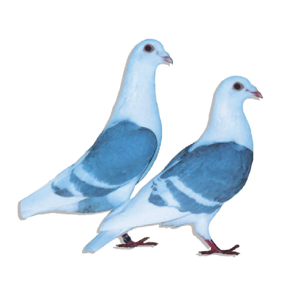 Opal White Bar Saddle Racing Homer Pigeons