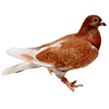 Red Check Janssen Racing Homer Pigeons, Not Pedigreed