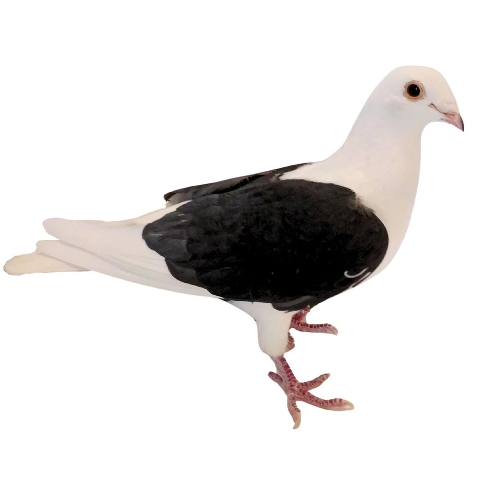 Black Eagle Saddle Racing Homer Pigeons