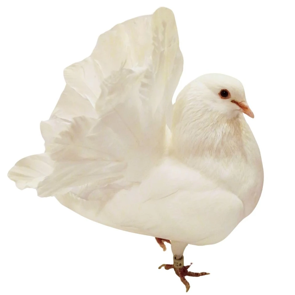 White Fantail Pigeons