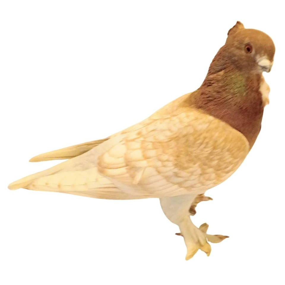 Red Lace Blondinette Classic Old Frill Pigeons