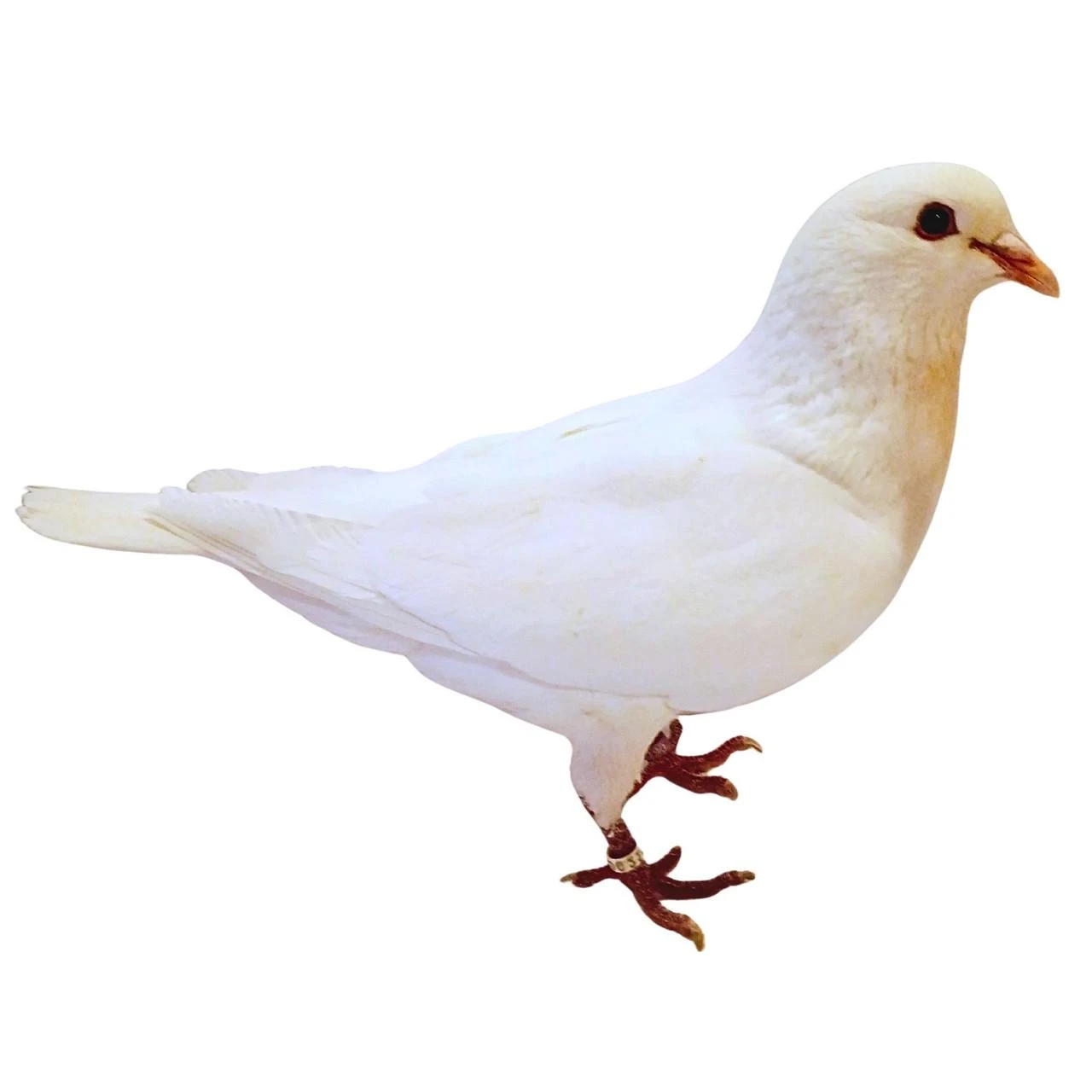 Giant White Hubble Utility Pigeons