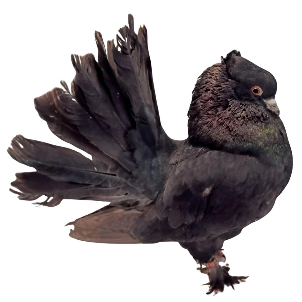 Fancy Pigeons