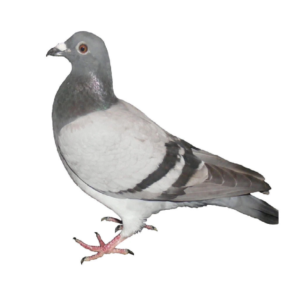 5 Grand Racing Homer Pigeons, Pedigreed