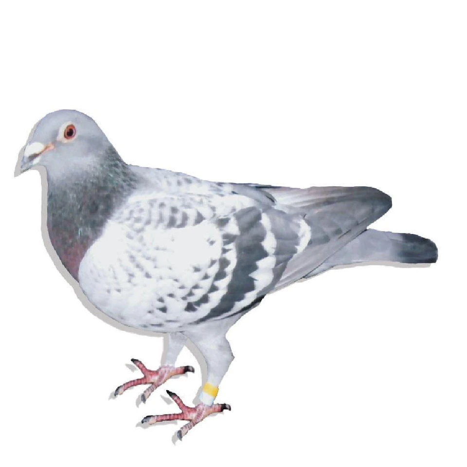 Racing Pigeons