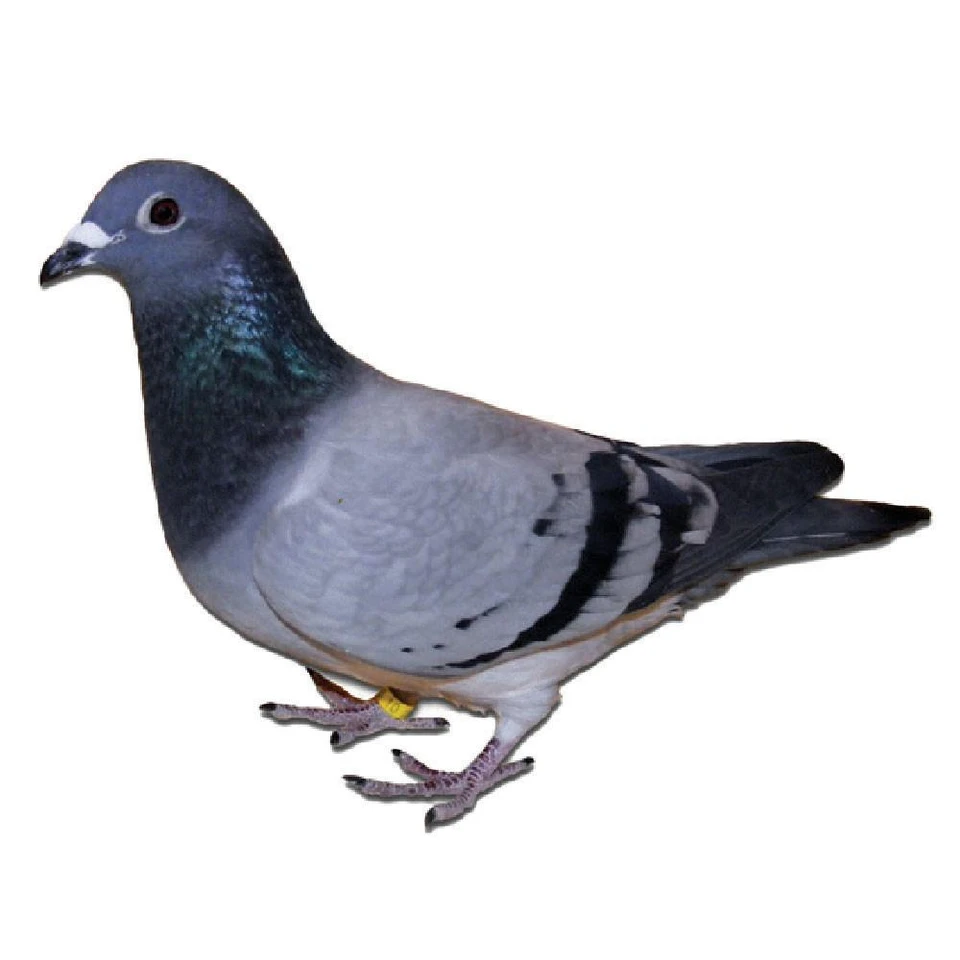 Alfons Klaas Racing Homer Pigeons, Race Team, Pedigreed