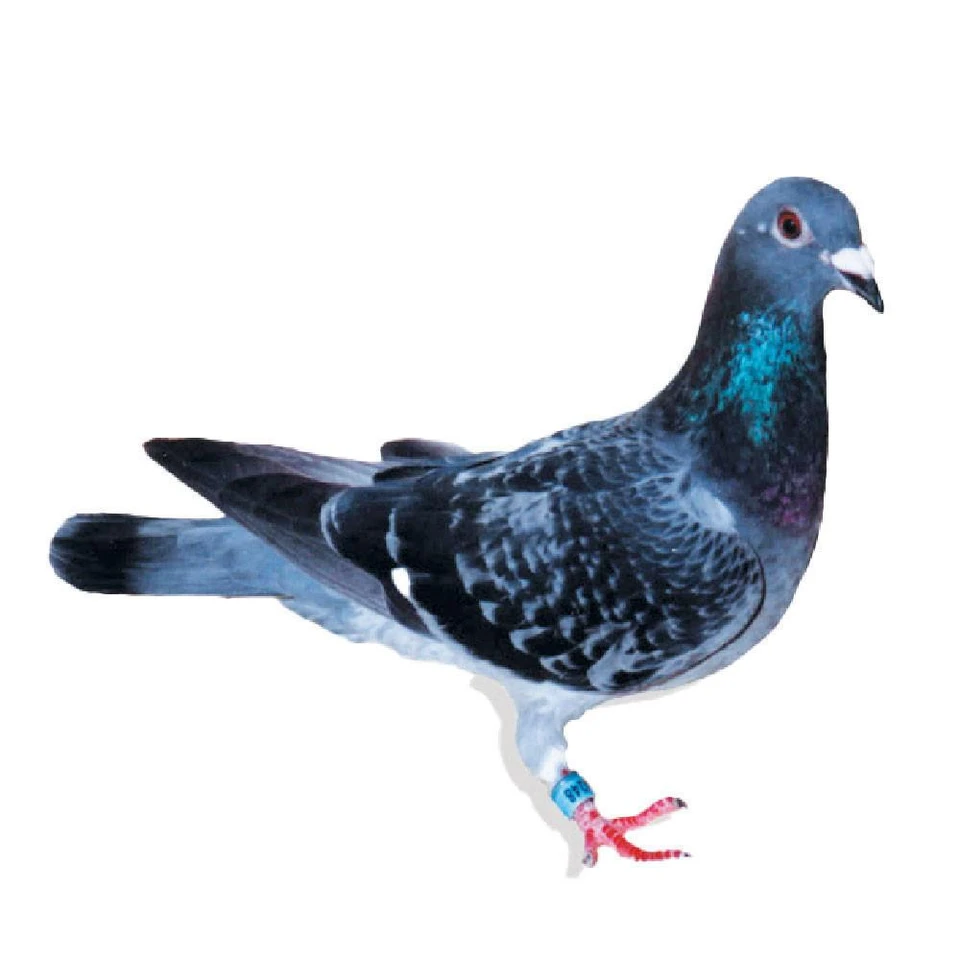 Van Loon Racing Homer Pigeons, Race Team, Pedigreed