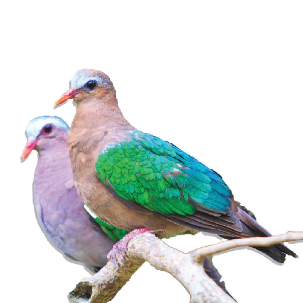 Rare Pigeon Breeds