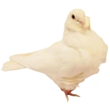 White Chinese Owl Pigeons
