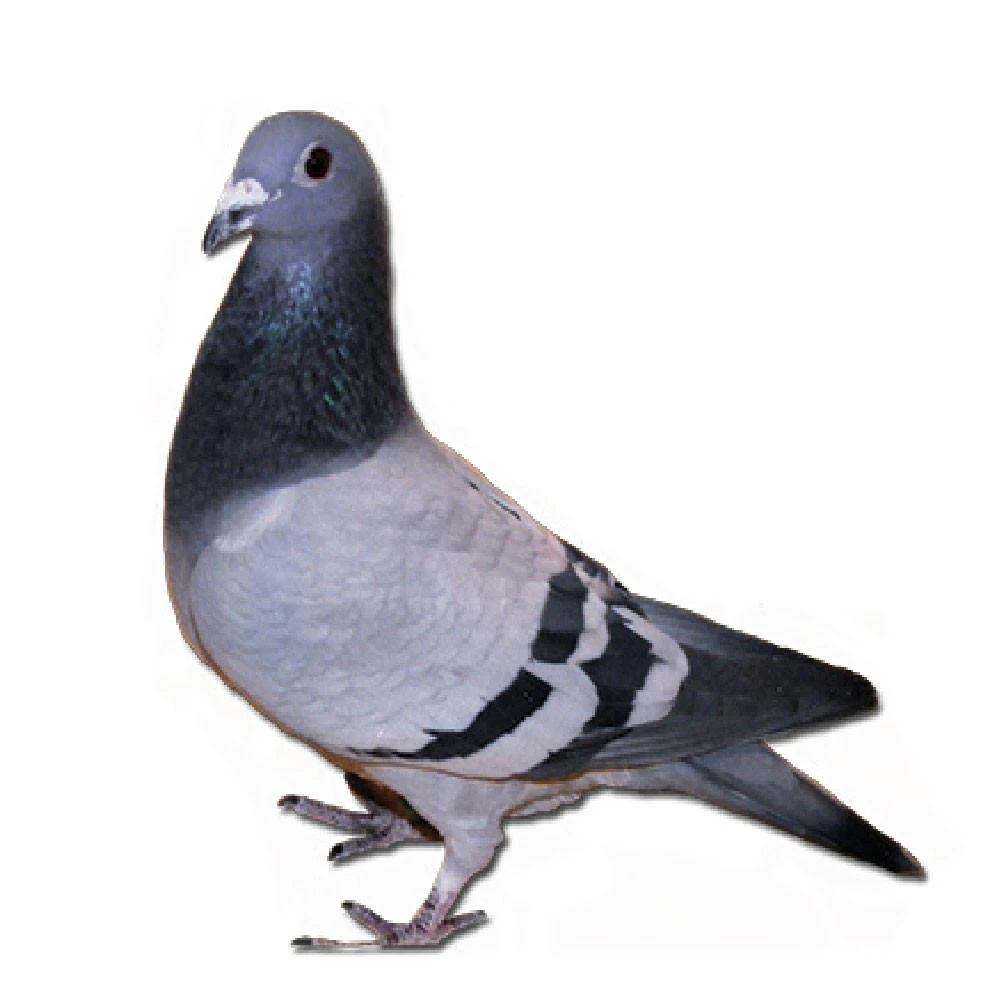 De Rauw Sablon Racing Homer Pigeons, Pedigreed