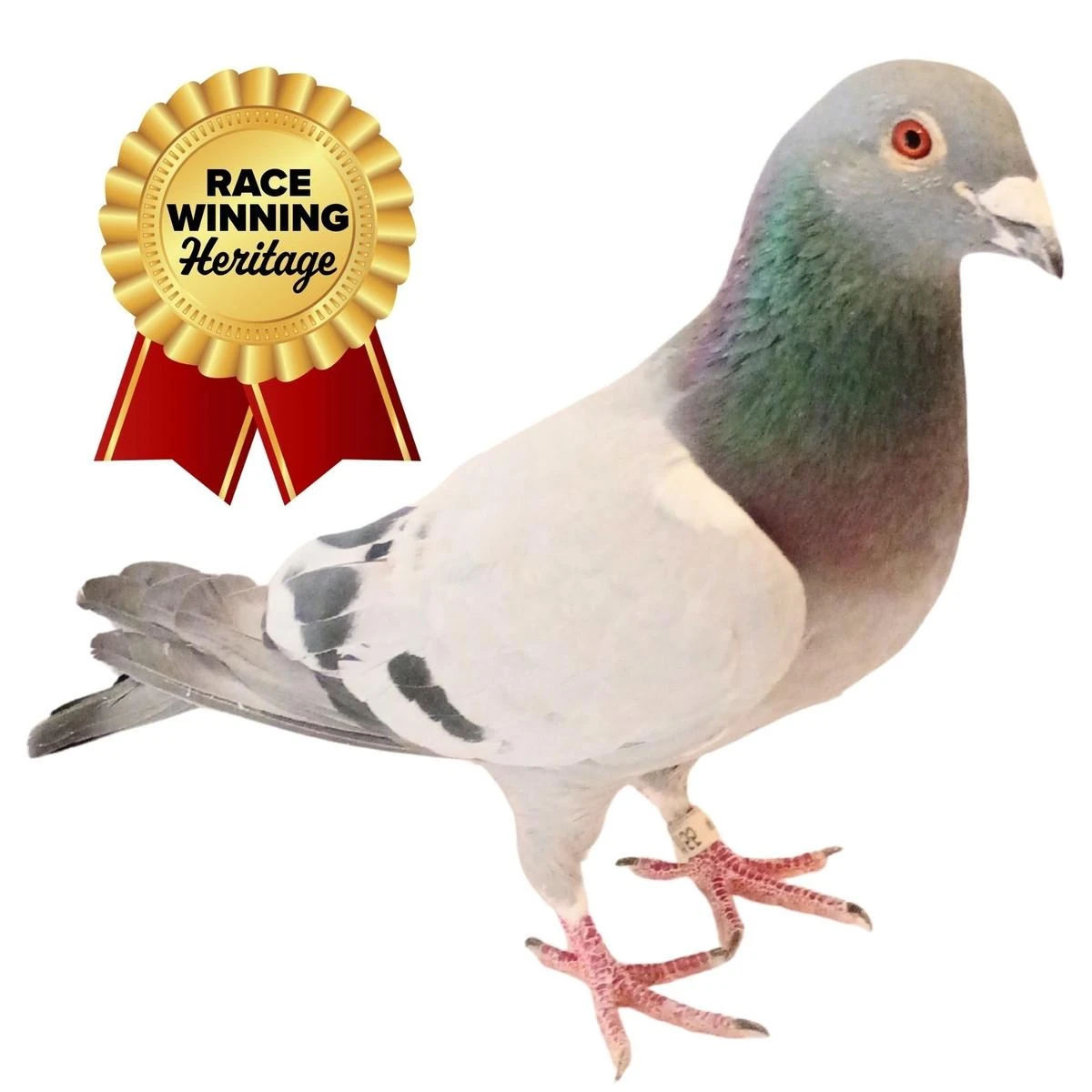Golden Peach Pedigreed Racing Homer Pigeons