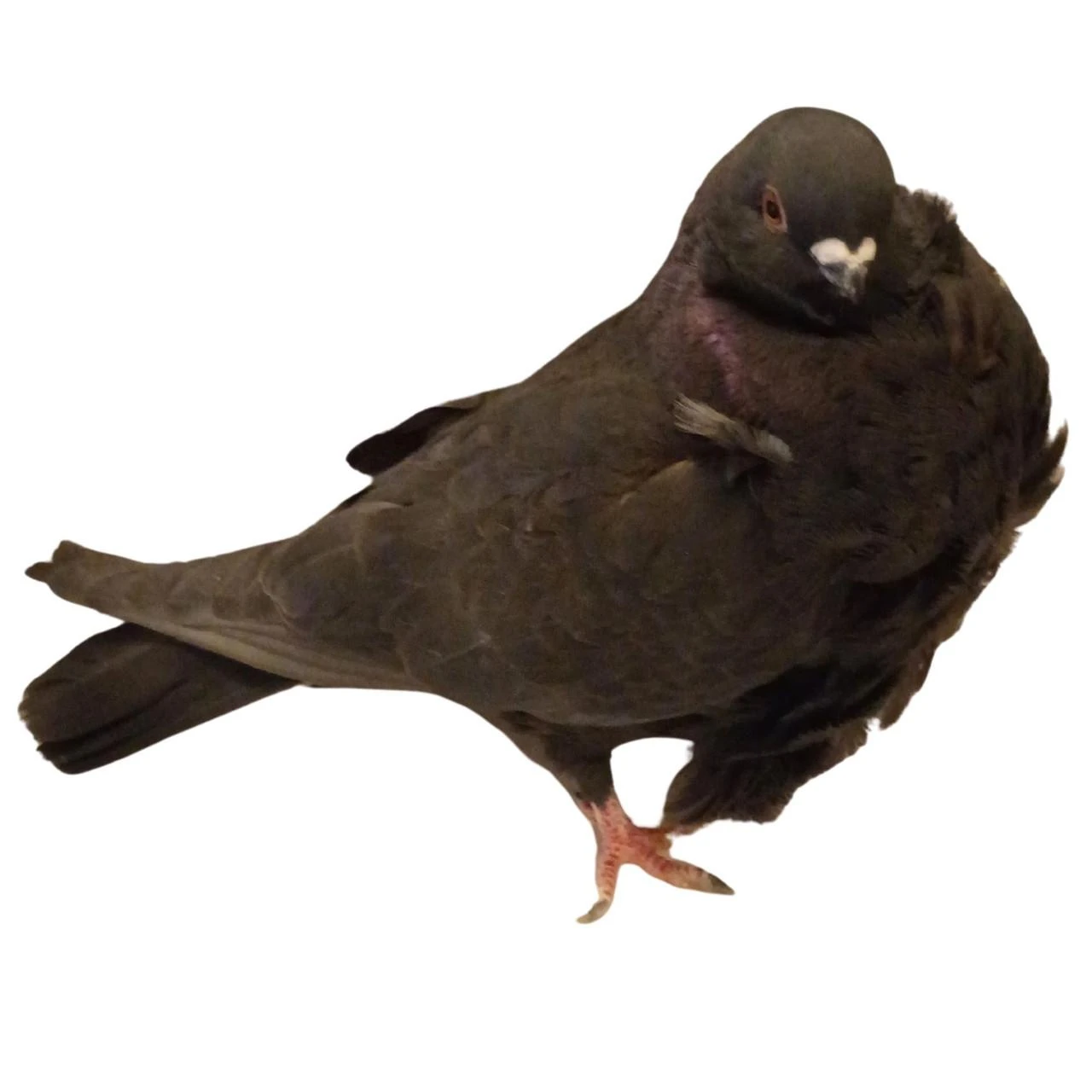 Black Chinese Owl Pigeons