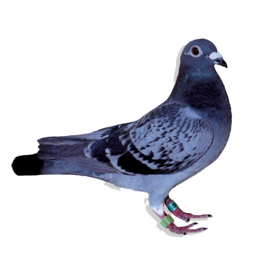 Huysken Van Riel Racing Homer Pigeons, Race Team, Pedigreed