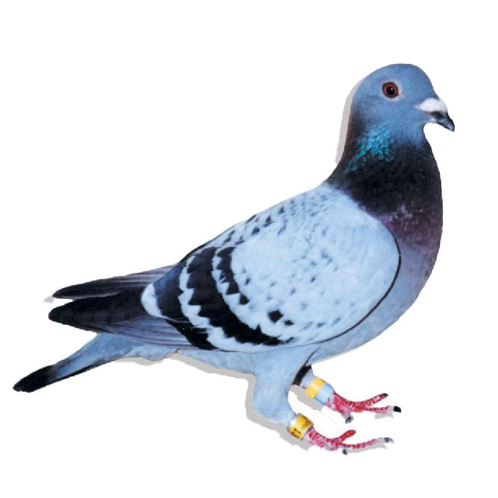 Van De Pasch Racing Homer Pigeons, Race Team, Pedigreed