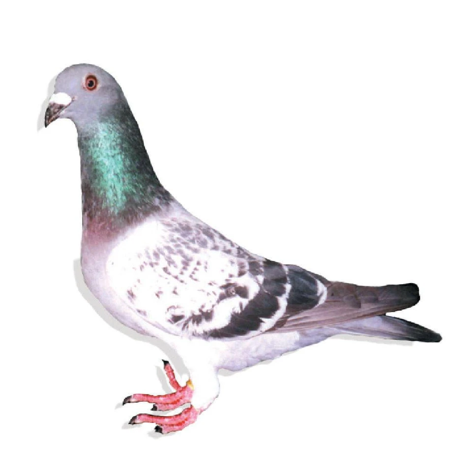 Verkerk Racing Homer Pigeons, Race Team, Pedigreed