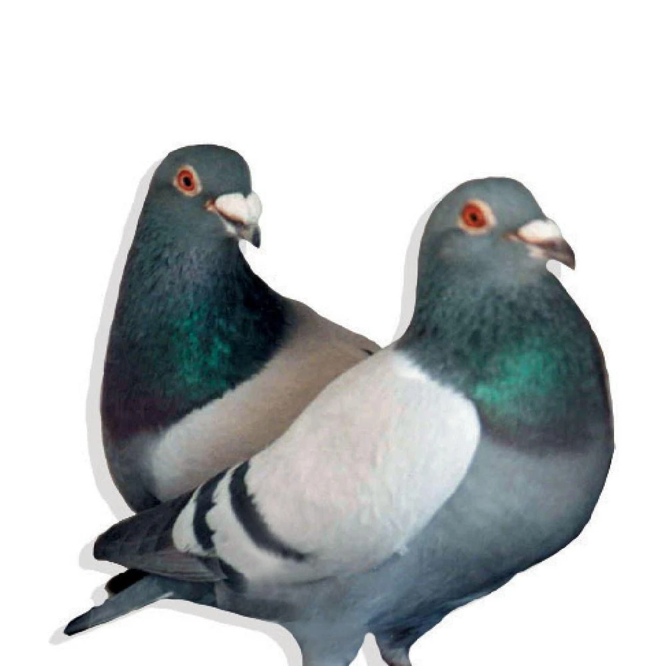 Janssen Racing Homer Pigeons, Race Team, Not Pedigreed