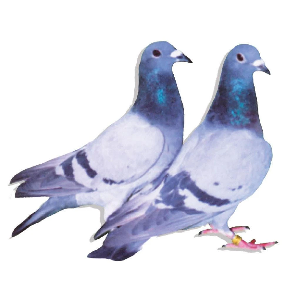 Gaby Vandenabeele Racing Homer Pigeons, Race Team, Pedigreed
