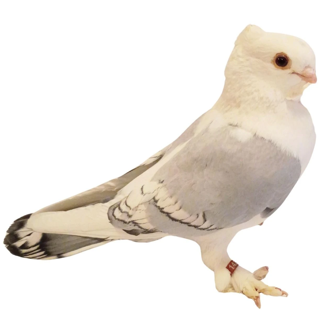 Bluette Classic Old Frill Satinette Pigeons