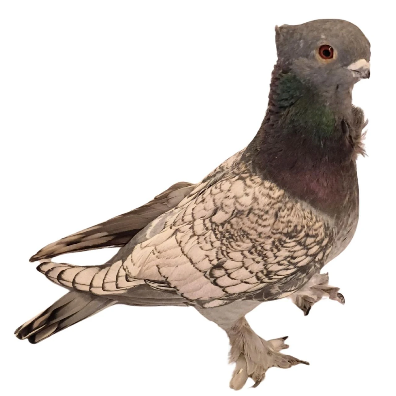 Blue Lace Blondinette Classic Old Frill Pigeons