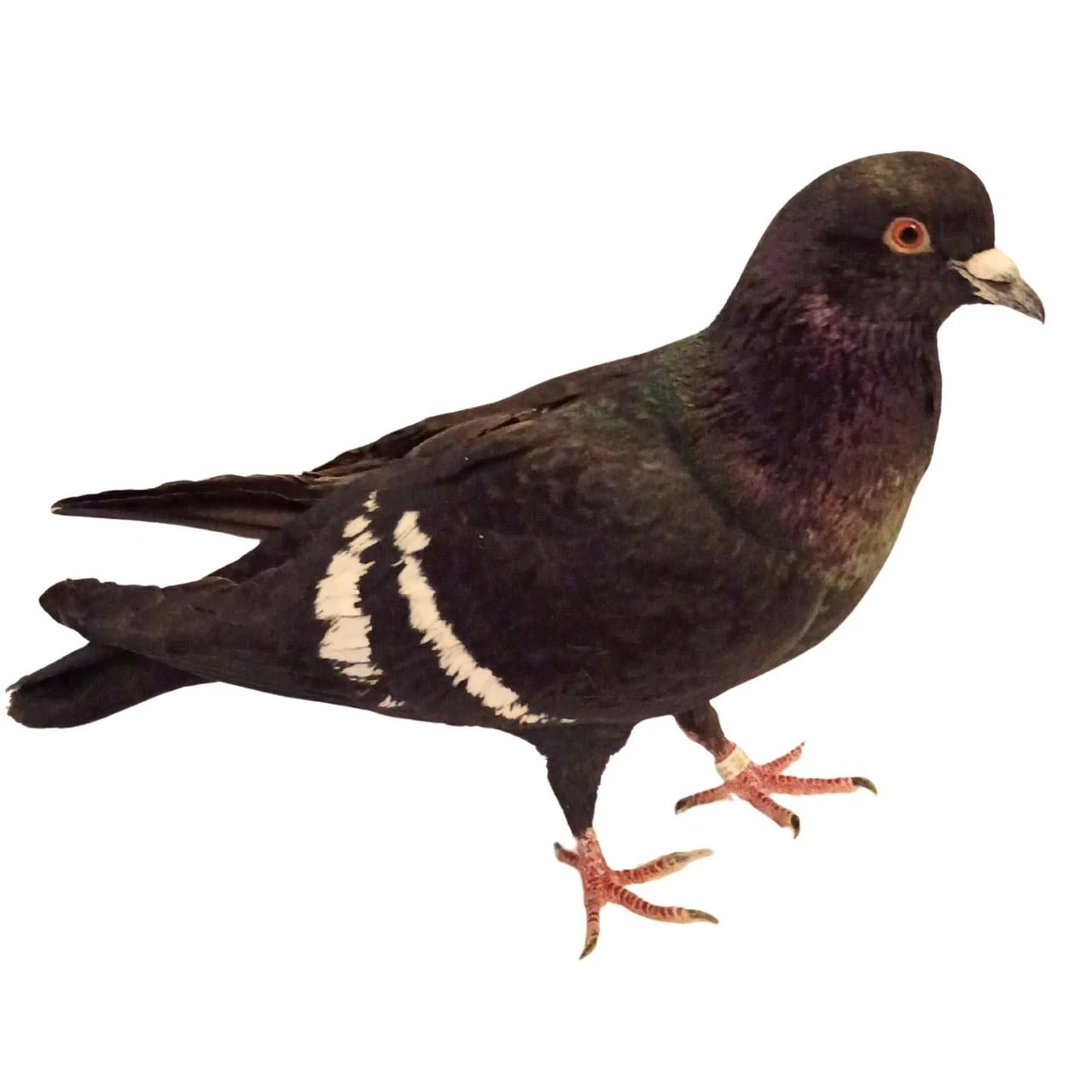 Black White Bar Starling Pigeons