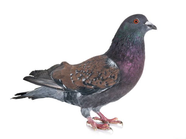Blue Red Cauchois Pigeons