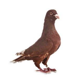 Reddish Brown Lebanese Pigeons