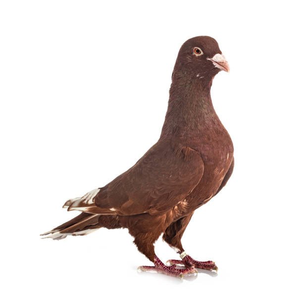 Reddish Brown Lebanese Pigeons