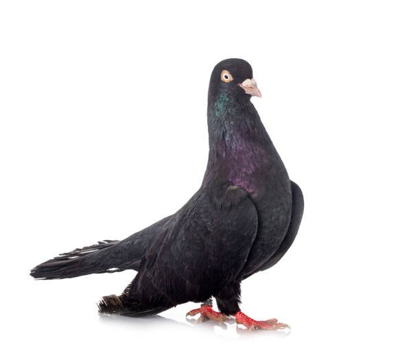 Black Oriental Roller Pigeons
