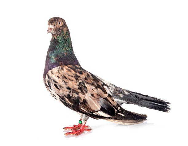 Cream Red Sprinkle Oriental Roller Pigeons