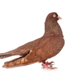 Red Oriental Roller Pigeons