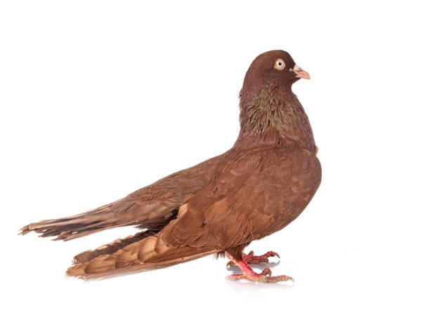 oriental roller in front of white background Red Oriental Roller Pigeons - Image 1
