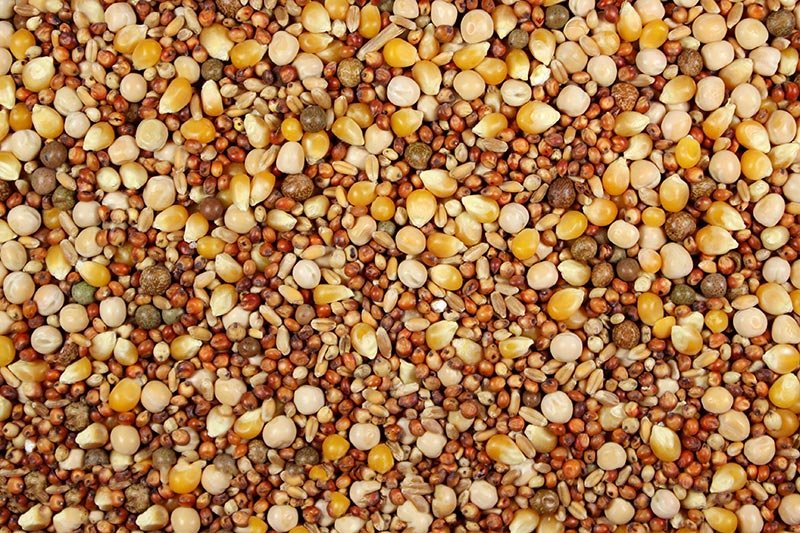 mix-new-improved-pigeon-popcorn-800px_1_1024x White Tag 14% with Popcorn (Leach Grain & Milling) Pigeon Feed - Image 1