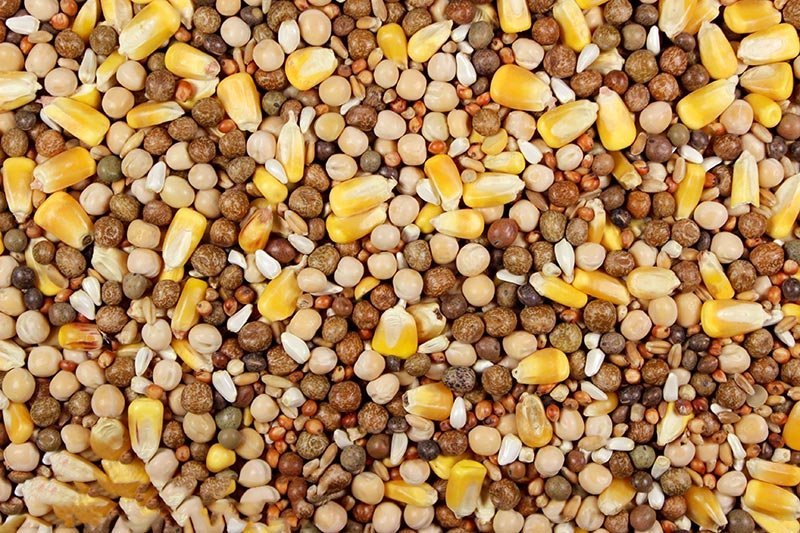 Super Race 17% (Leach Grain & Milling) Premium Racing Pigeon Feed