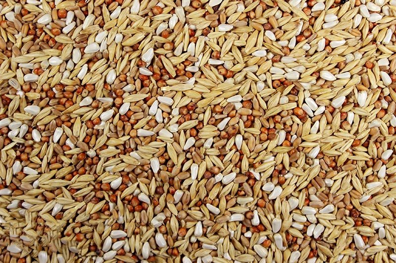 12% Post Race (Leach Grain & Milling) Ultimate Racing Pigeon Feed