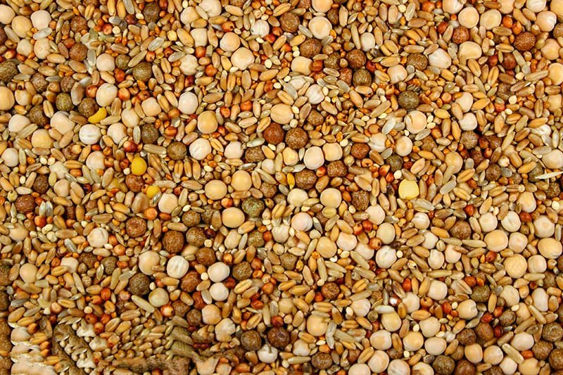 Pigeon feed and seed