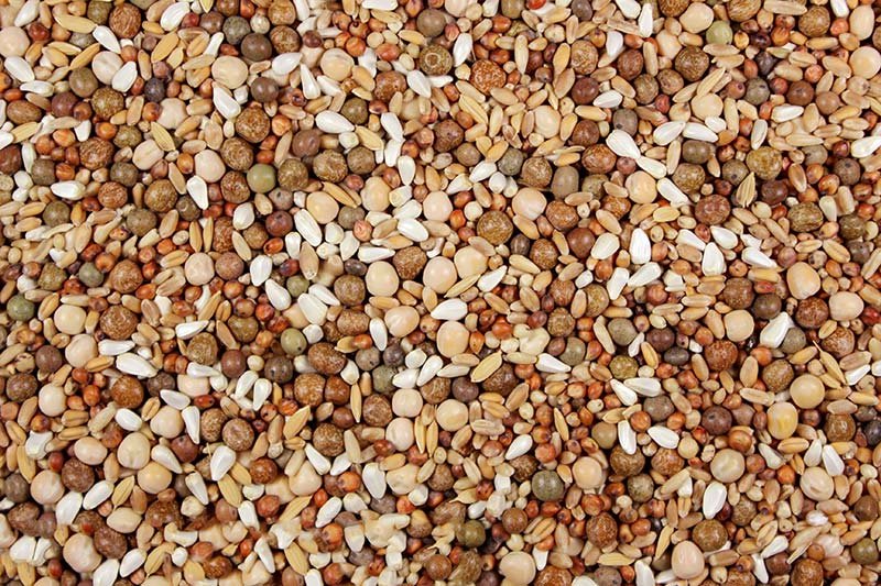 16% Low Carb Pigeon Feed (Leach Grain & Milling) No Corn Pigeon Feed Mix