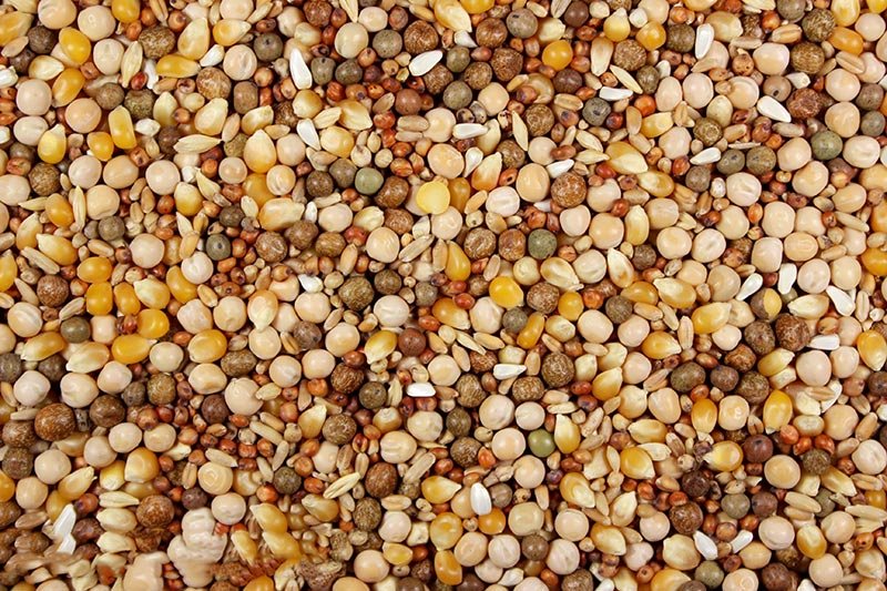 16% Royal Race (Leach Grain & Milling) Premium Racing Pigeon Feed