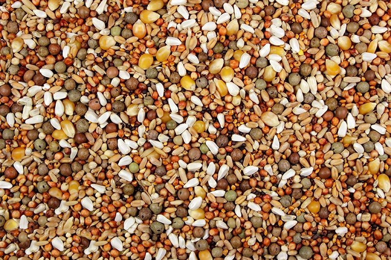 Show Pigeon Conditioner 15% (Leach Grain & Milling) Premium Pigeon Feed
